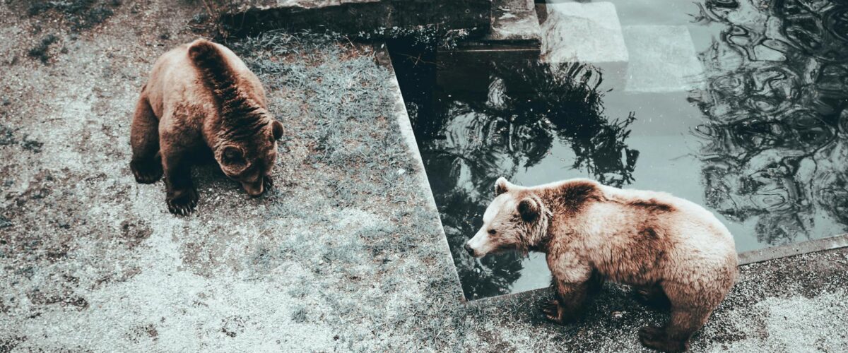 Eisbären Berlin Kölner Haie: Halbfinal-Analyse, Termine & TV