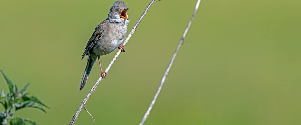 Sing Meinen Song Heute: Auftakt 2026, alle Gäste & Änderungen