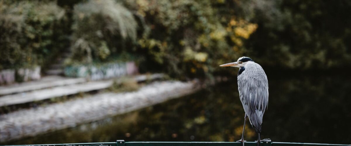 Eulen Berlin Monbijoupark: Früher Nachwuchs überrascht Mitte