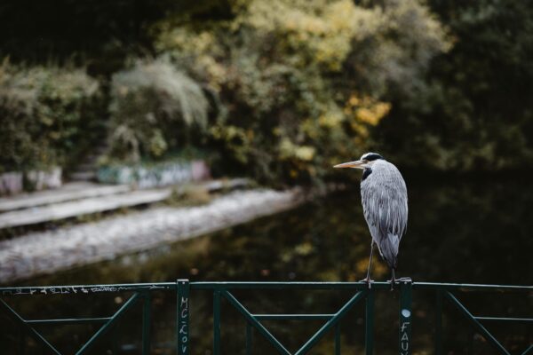 Eulen Berlin Monbijoupark: Früher Nachwuchs überrascht Mitte