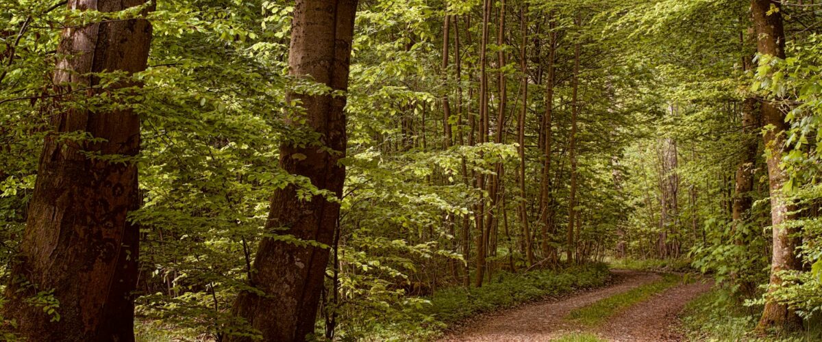 Waldbühne Berlin Konzerte 2026: Programm, Tickets & Insider-Tipps