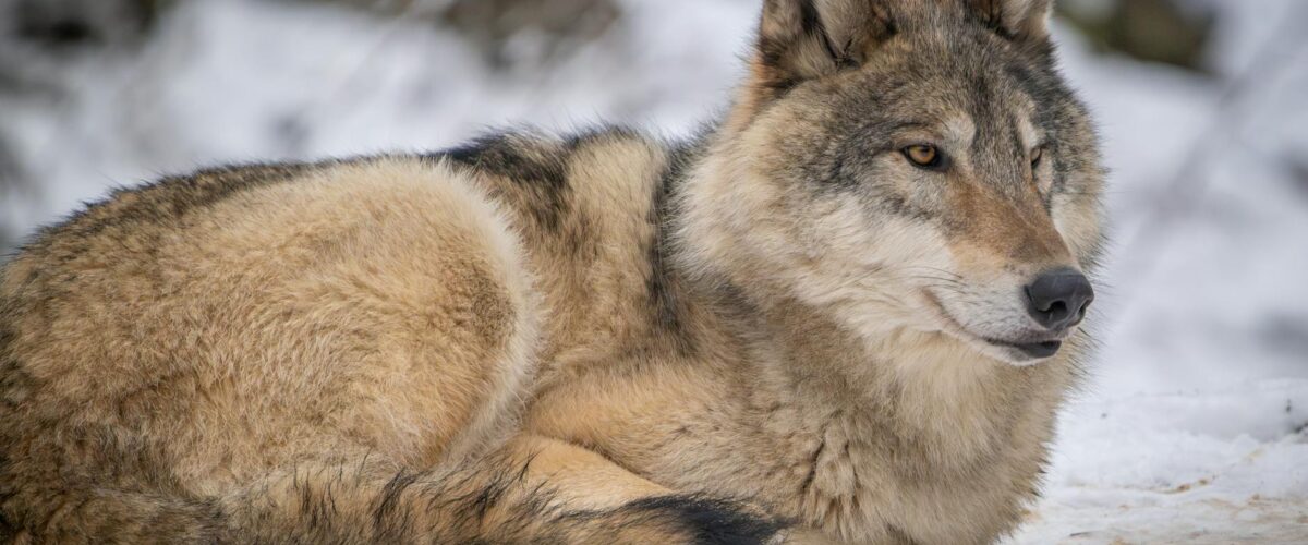 Der Wolf im Alten Land Ard Mediathek 2026 Berlin News