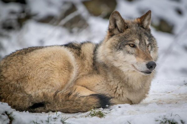 Der Wolf im Alten Land Ard Mediathek 2026 Berlin News