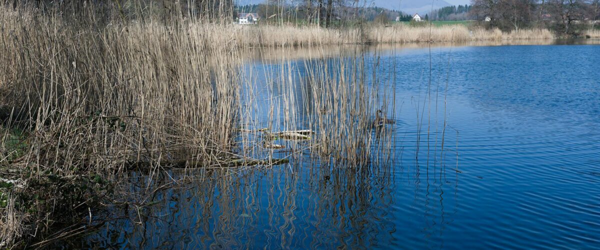 Berliner Seen Baden Berlin News
