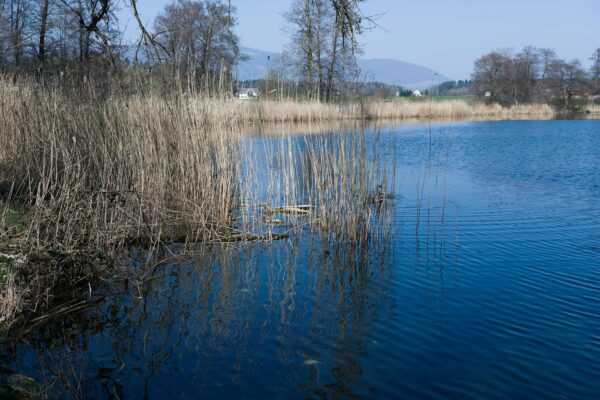 Berliner Seen Baden Berlin News