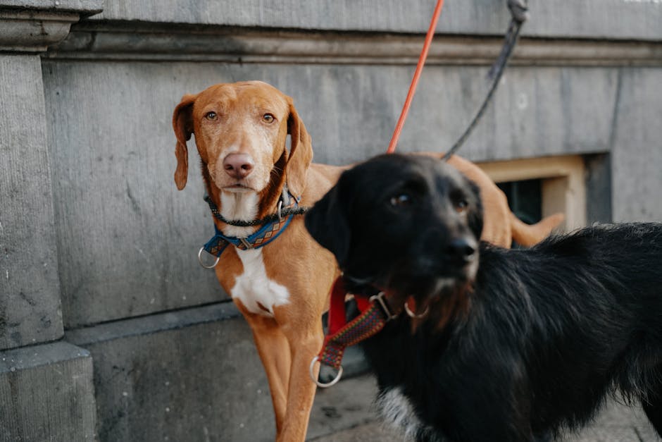 Hunde Berlin Regeln Berlin News