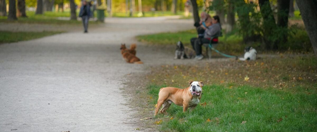 Hundewiese Steglitz
