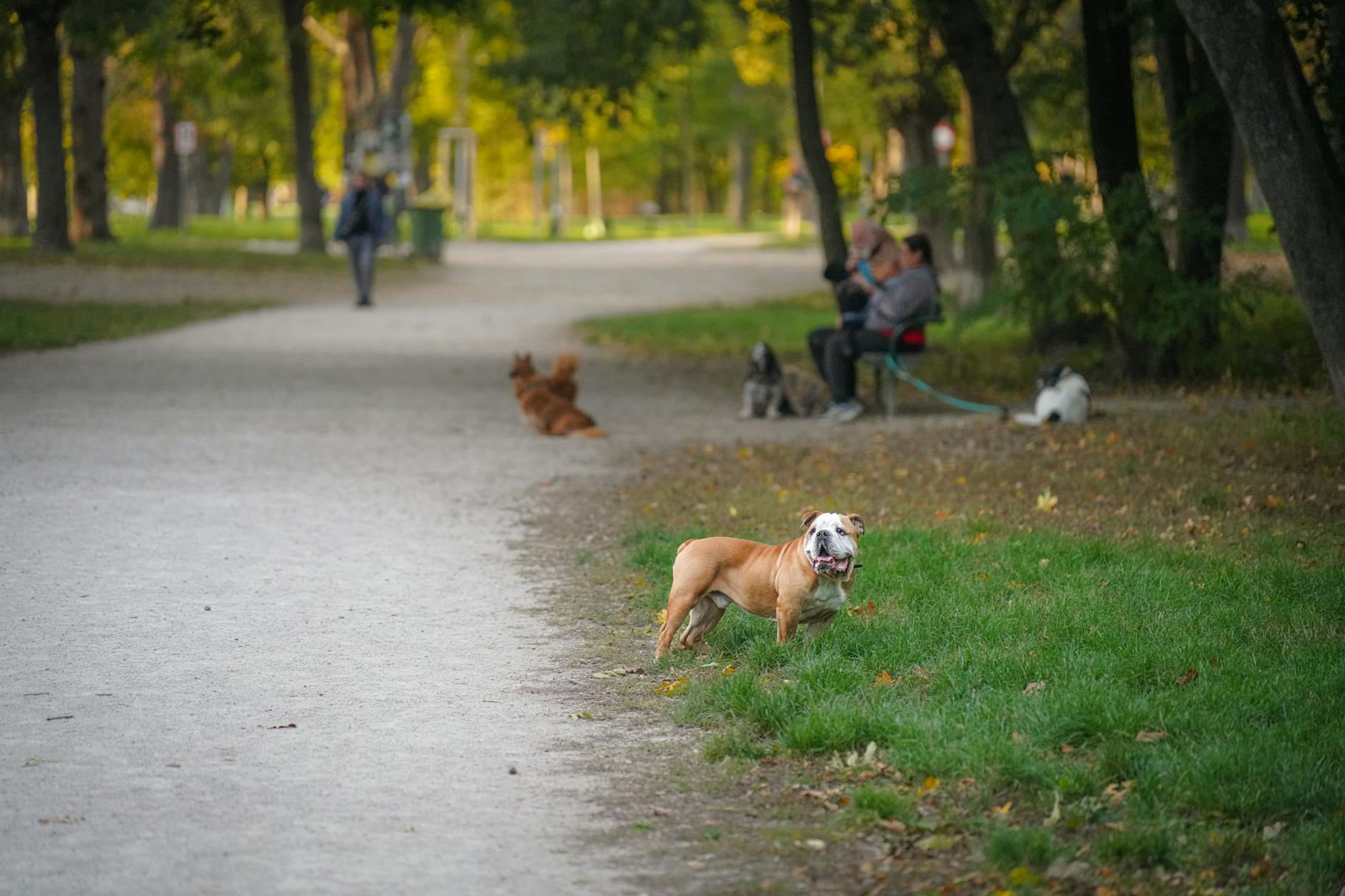 Hundewiese Steglitz