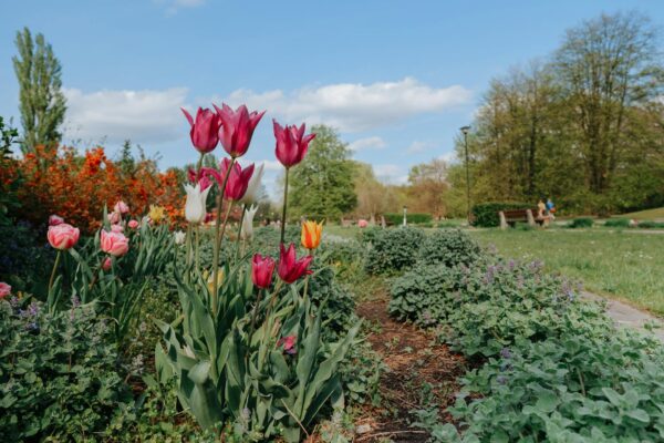 Kleingarten Steglitz