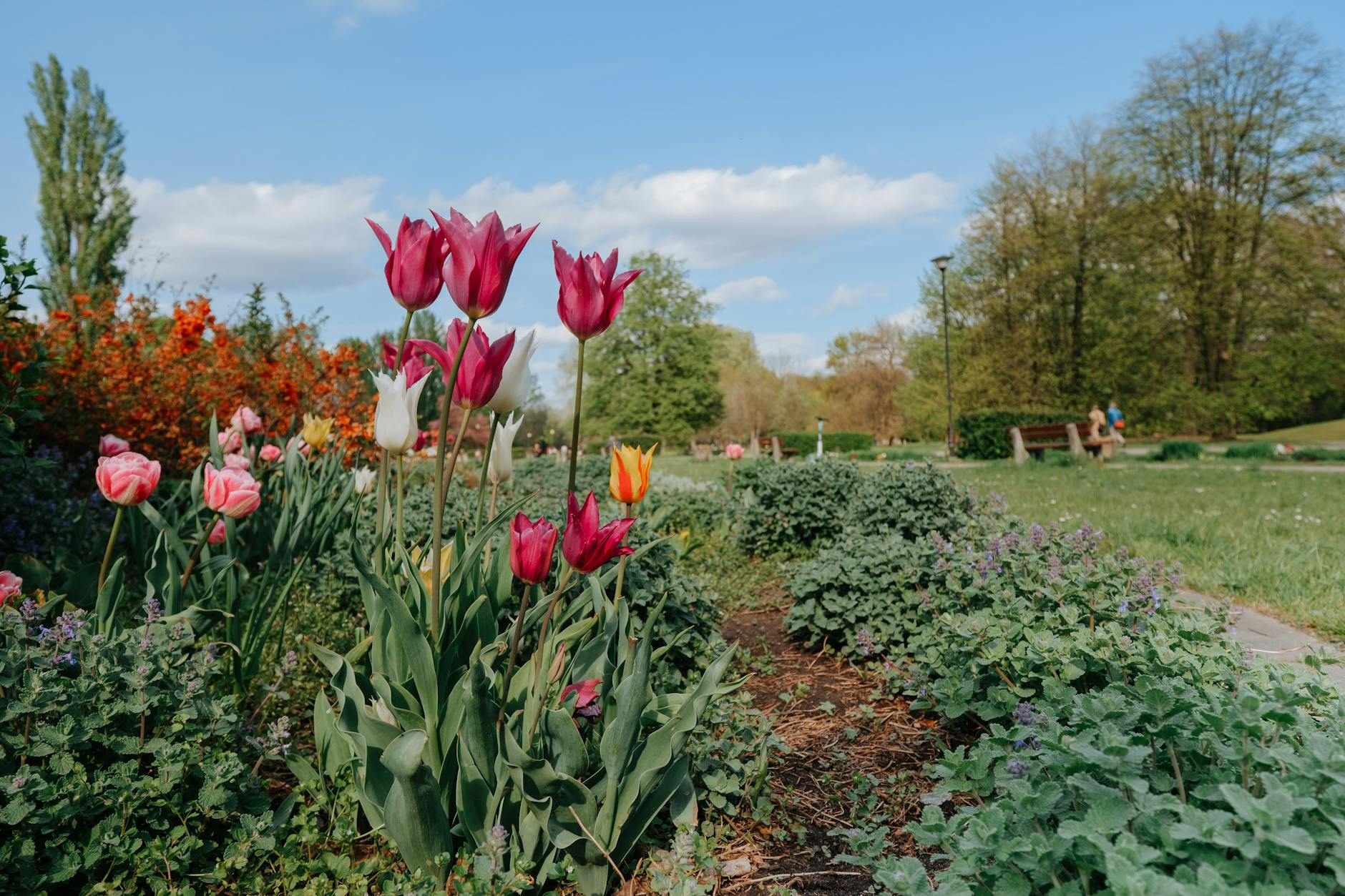 Kleingarten Steglitz