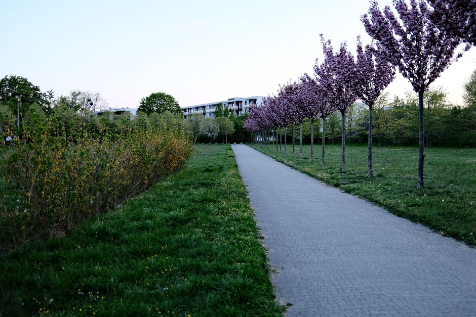Berliner Frühling: Wann steigen die Temperaturen wirklich? – BerlinEcho Berliner Frühling Temperaturen Berlin News