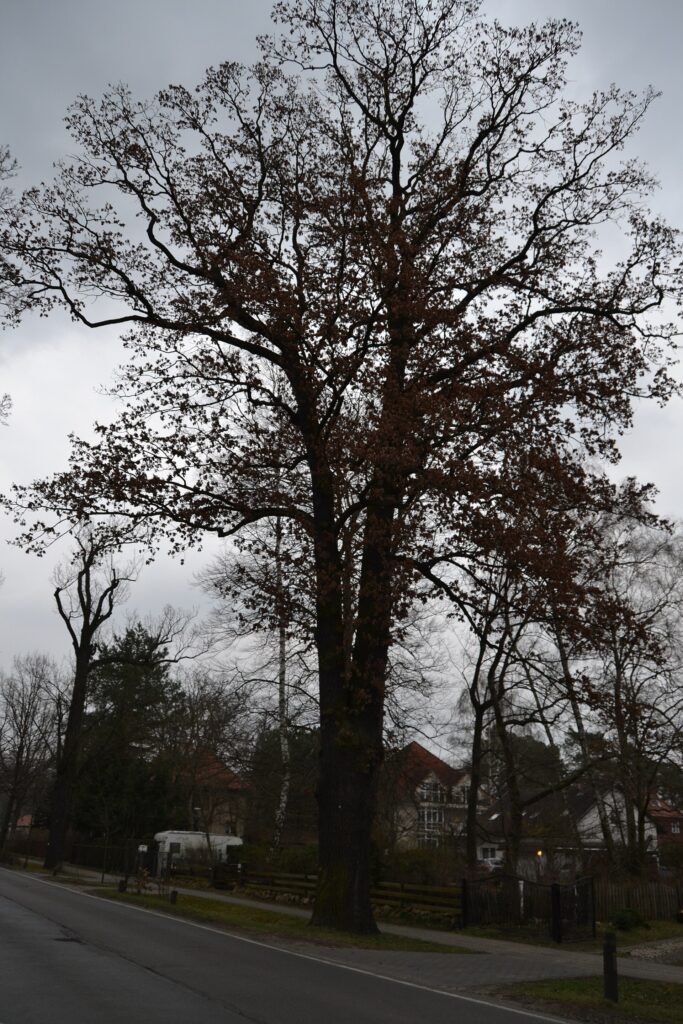 Friedrichshagener Stra&szlig;e &mdash; Geschichte und Ursprung