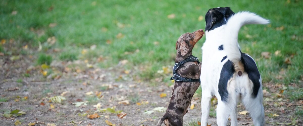Zwei Hunde toben auf einer weitläufigen Hundewiese in Marzahn, im Hintergrund sind typische Berliner Plattenbauten im warmen Herbstlicht zu sehen.
