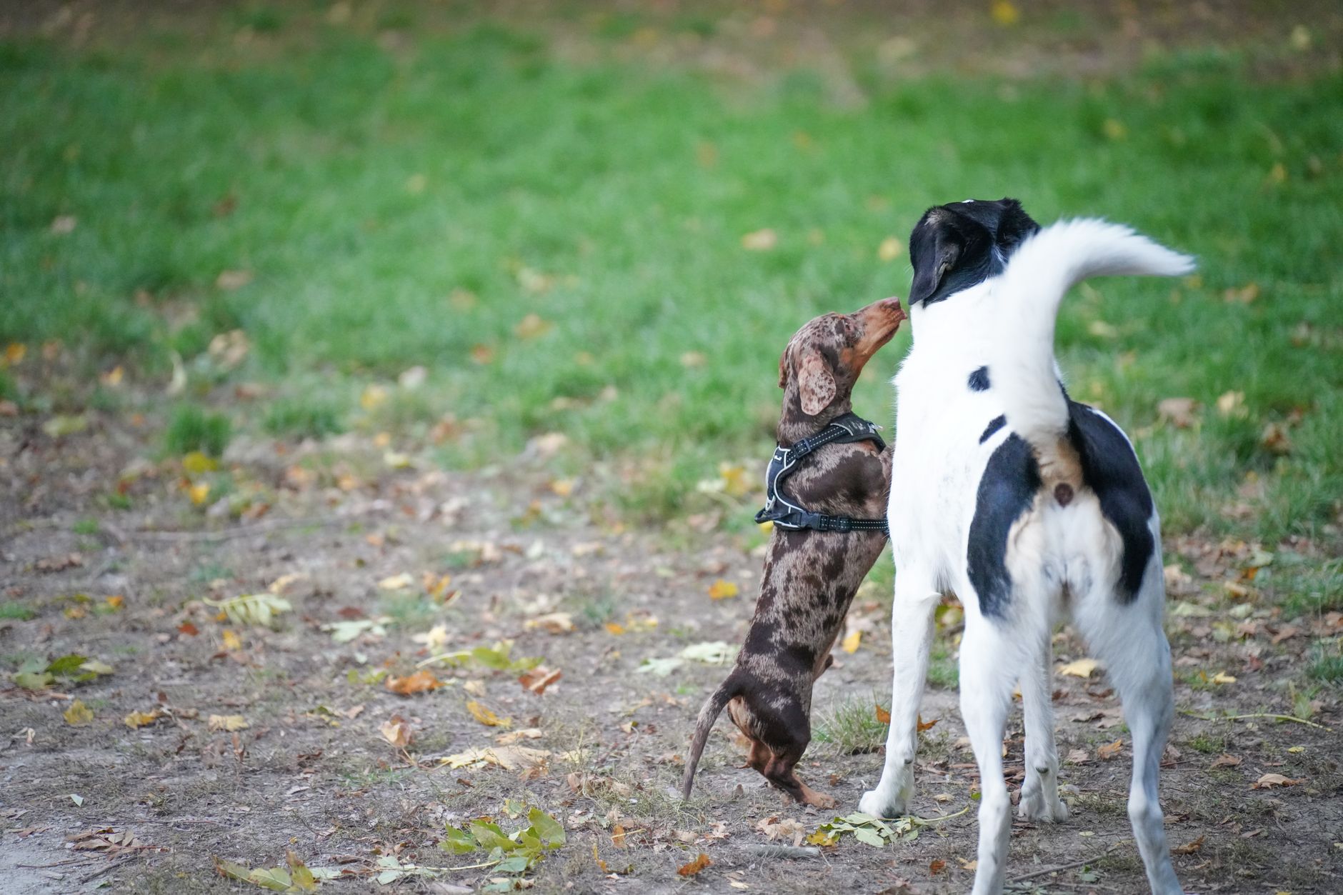 Zwei Hunde toben auf einer weitläufigen Hundewiese in Marzahn, im Hintergrund sind typische Berliner Plattenbauten im warmen Herbstlicht zu sehen.