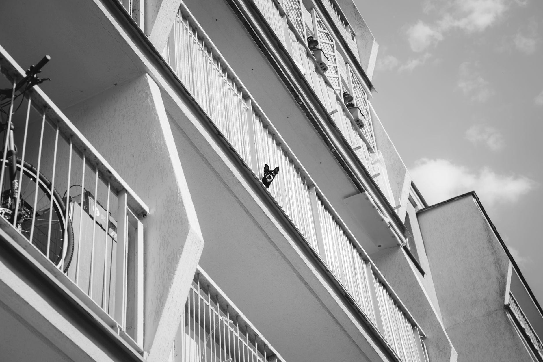 Hund vom Balkon &ndash; Hund vom Balkon: Das ist laut Bericht passiert