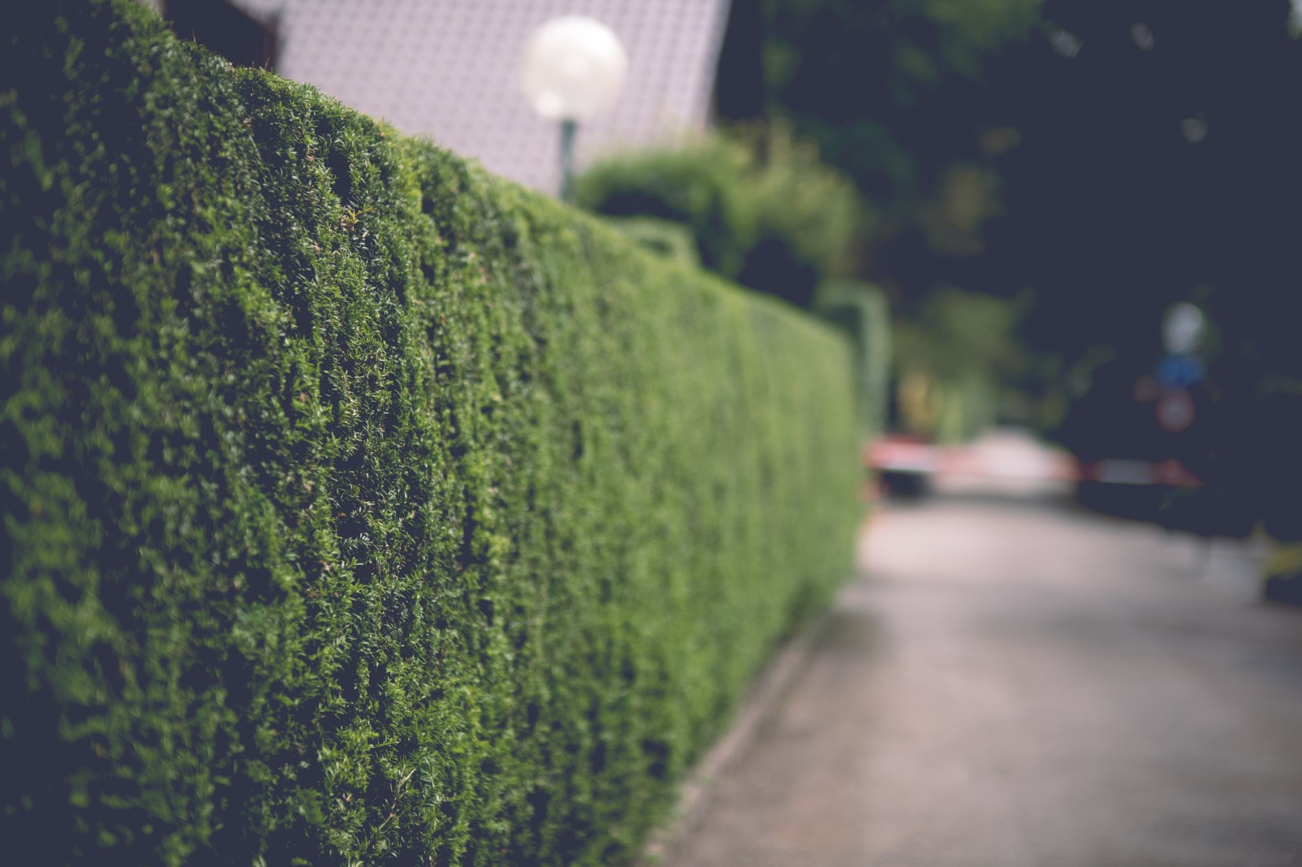 Hecke Prenzlauer Berg &ndash; Hecke Prenzlauer Berg: Das wirft das Bezirksamt vor