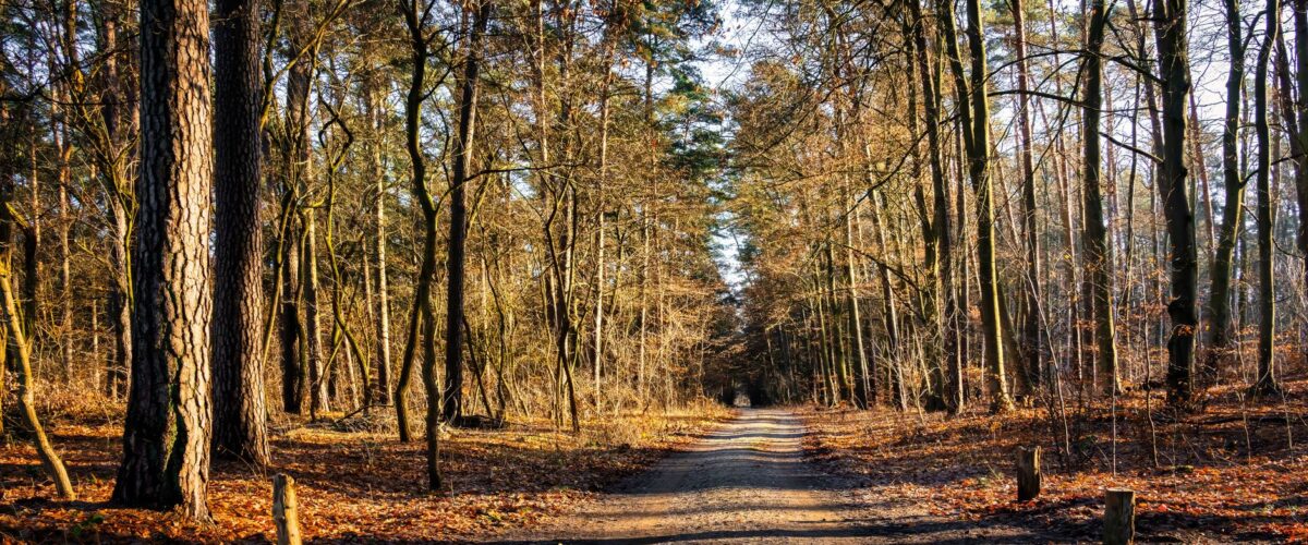 Kiefernwald in Brandenburg – in einem Waldgebiet nahe Berlin wurde ein Waffendepot entdeckt