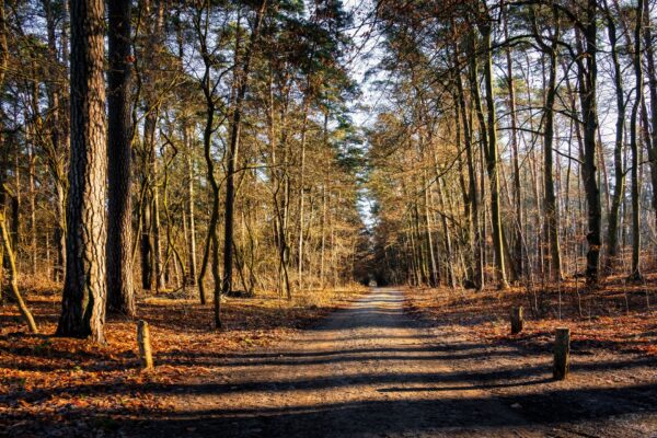 Kiefernwald in Brandenburg – in einem Waldgebiet nahe Berlin wurde ein Waffendepot entdeckt