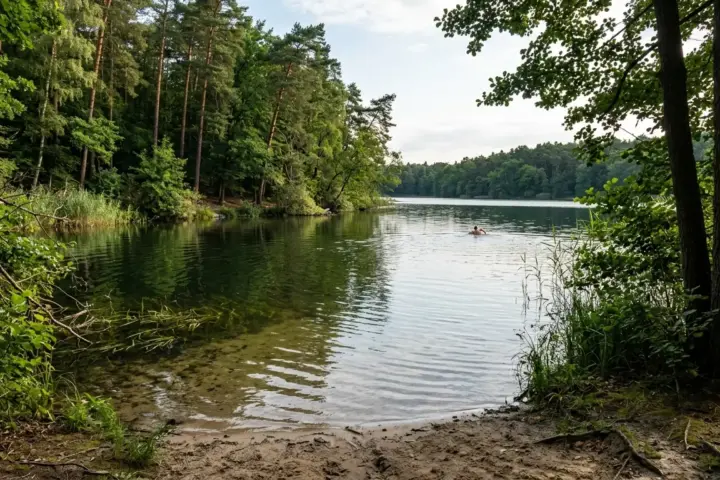 Ruhiges Ufer eines Waldsees mit klarem Wasser, umgeben von dichten Kiefern und sandigem Zugang im Sommerlicht.