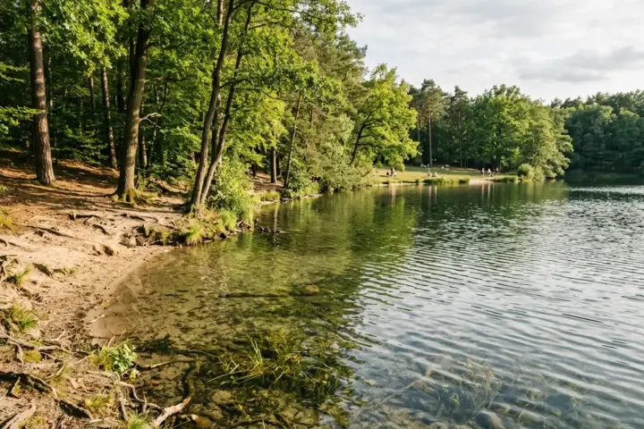 Klares Seewasser und bewaldetes Ufer mit Kiefern und Laubbäumen am Schlachtensee im sonnigen Nachmittagslicht.